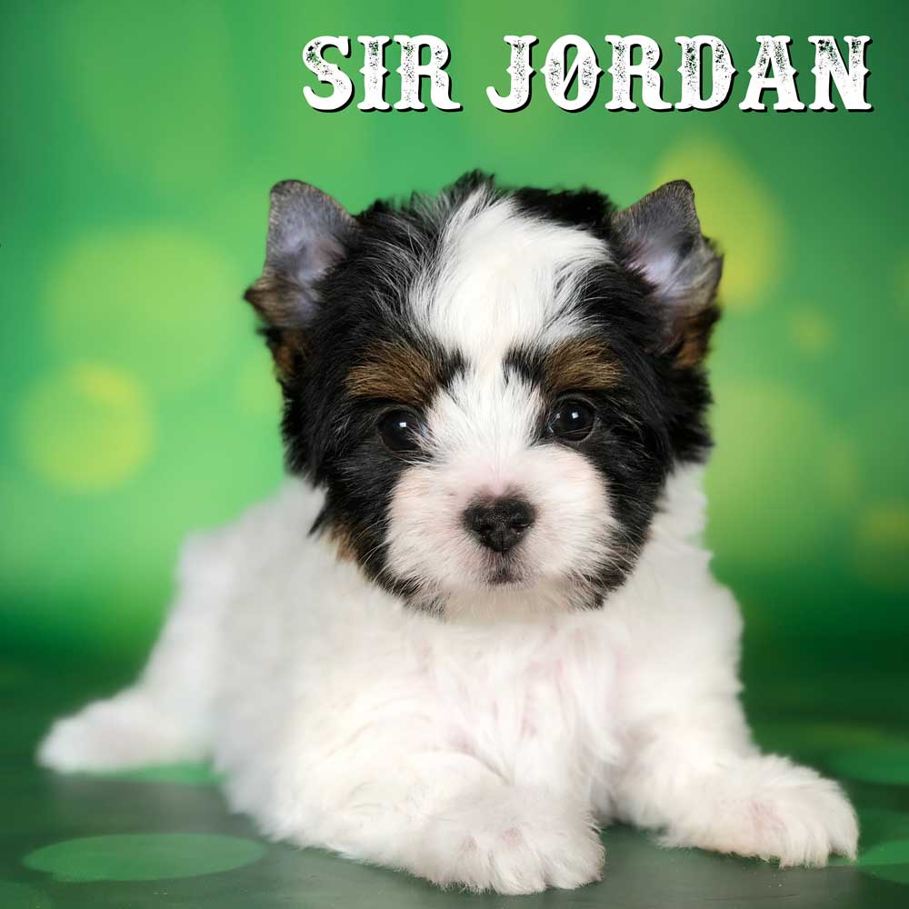 Biewer Terrier Puppy Jordan