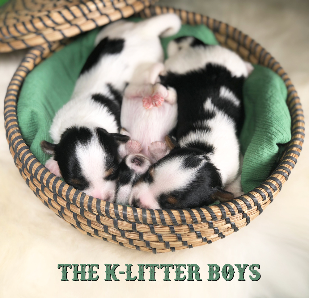 Biewer Terrier Puppies K-Litter Boys