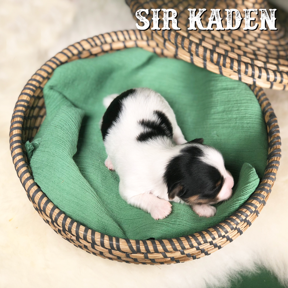 Kaden Biewer Terrier Puppy