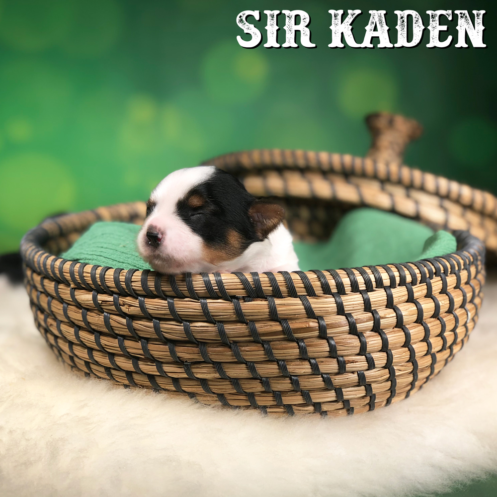 Kaden Biewer Terrier Puppy