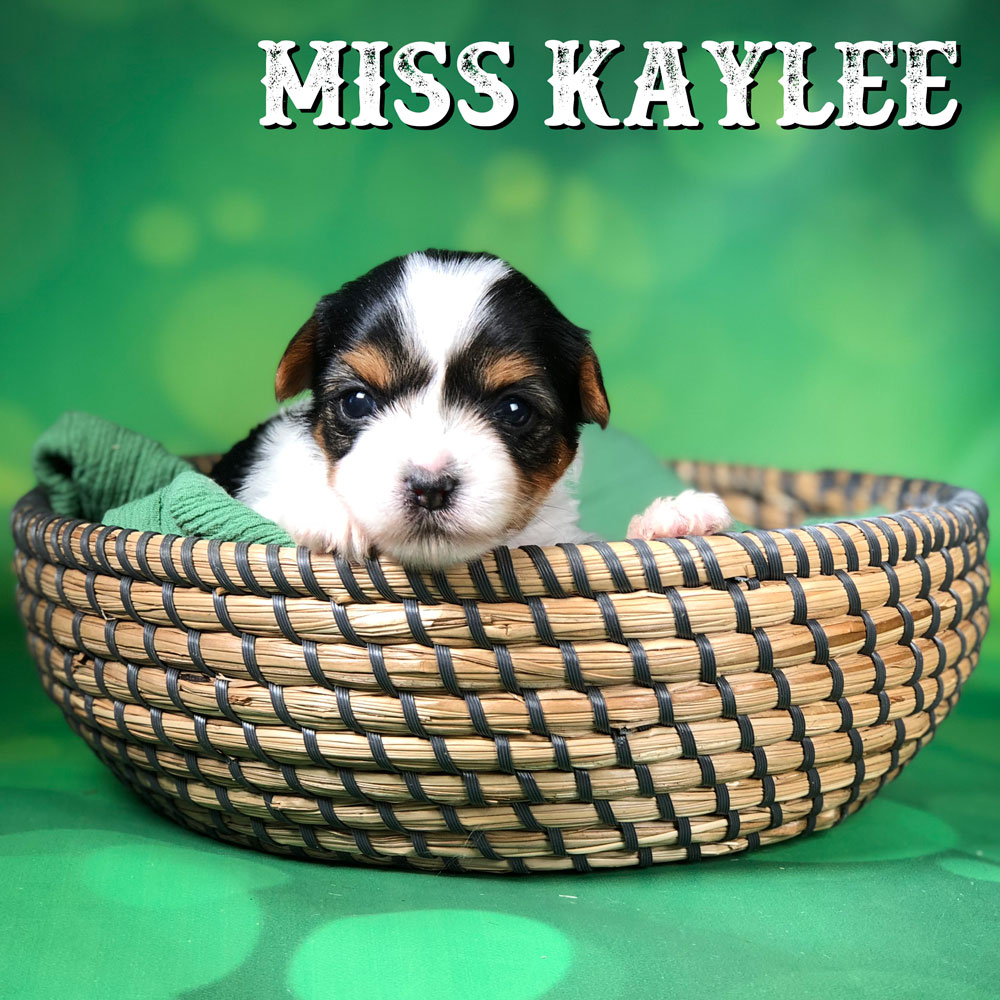 Rocky Mountain Biewer Puppy Kaylee