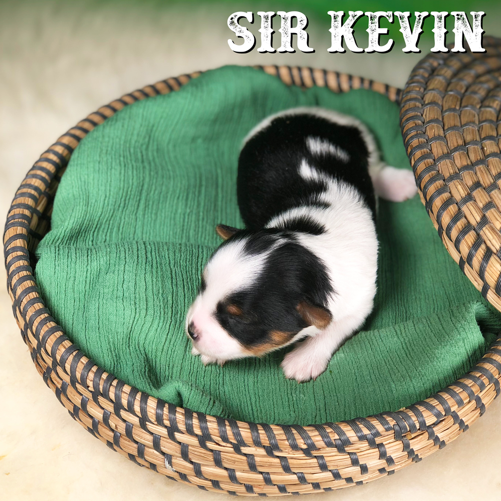 Kevin Biewer Terrier Puppy