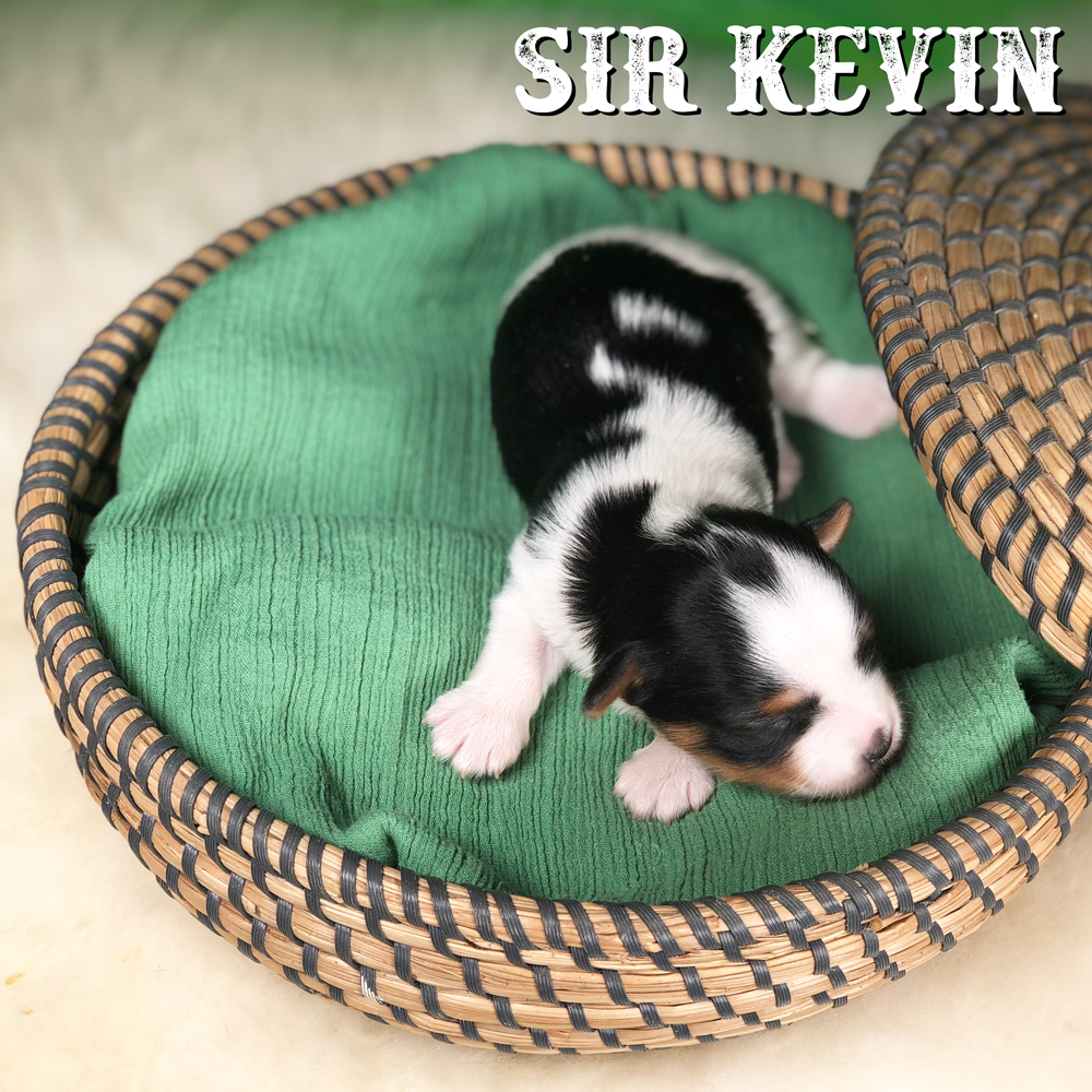 Kevin Biewer Terrier Puppy