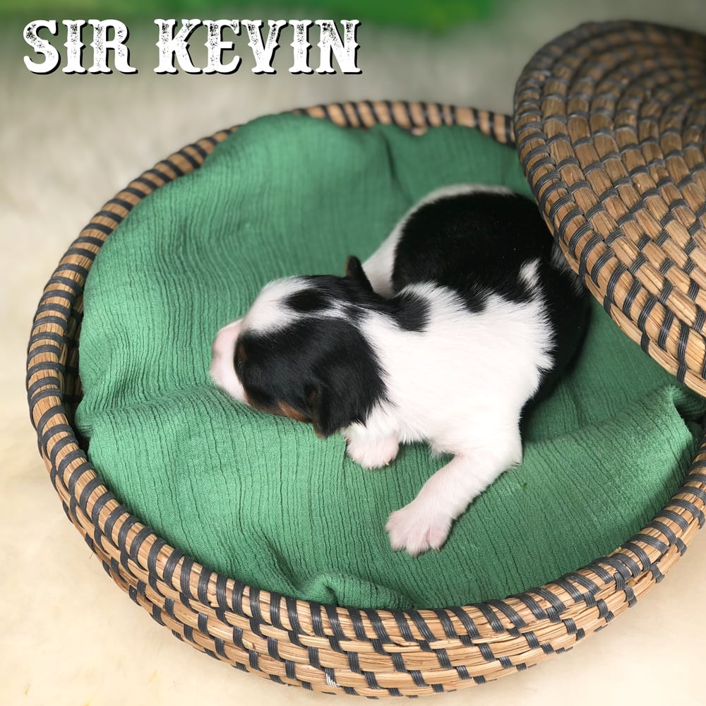 Kevin Biewer Terrier Puppy