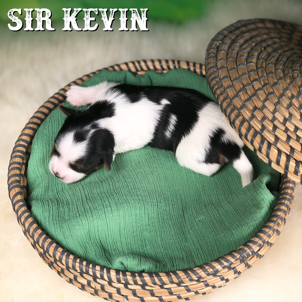 Kevin Biewer Terrier Puppy