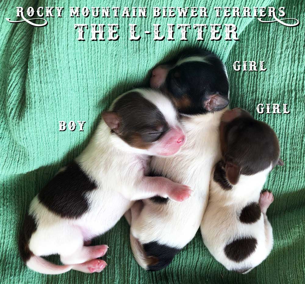 Newborn Biewer Terrier Litter