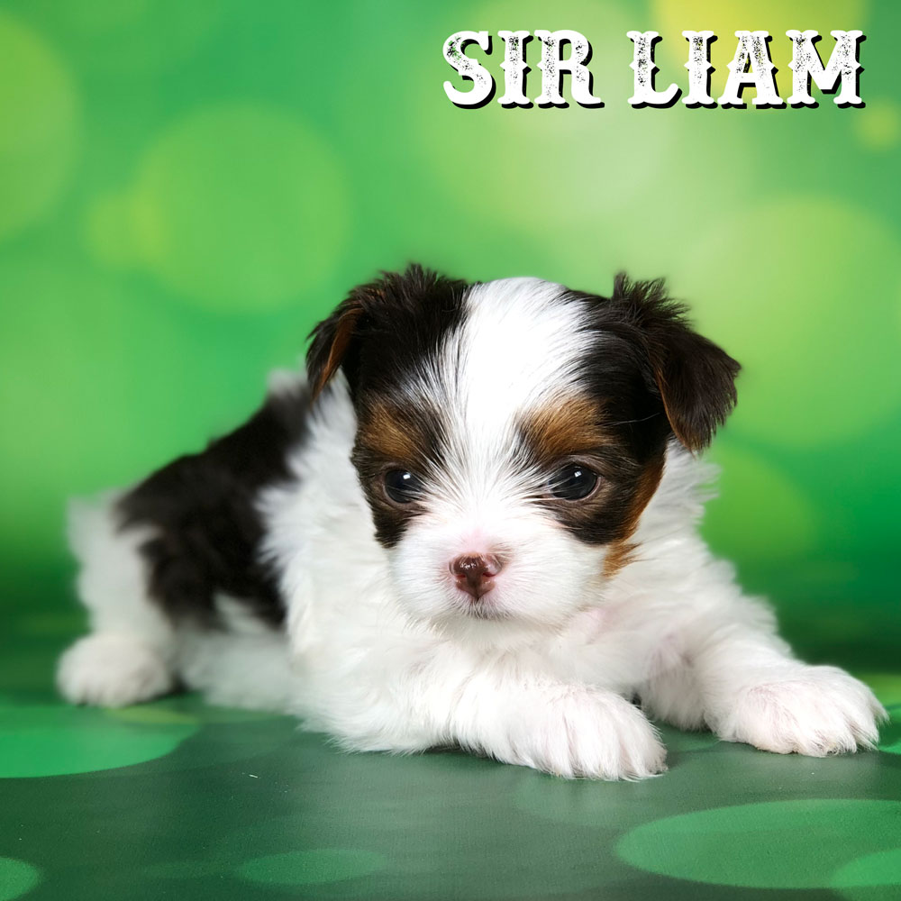 Biewer Terrier Puppy Sir Liam
