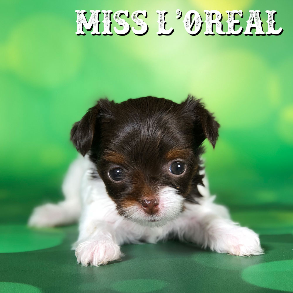 Biewer Terrier Puppy Miss L'Oreal
