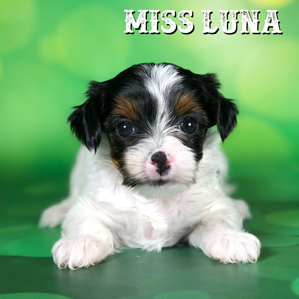 Biewer Terrier Puppy Miss Luna