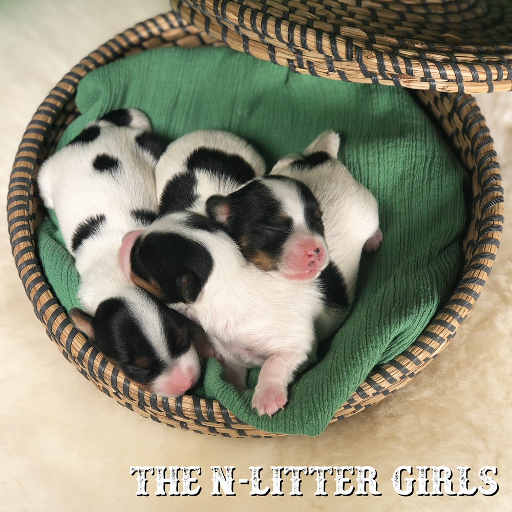 Newborn Biewer Terrier Litter 2018