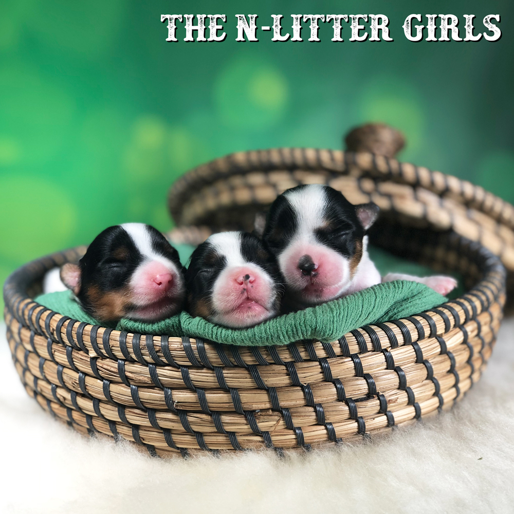 Newborn Biewer Terrier Litter 2018