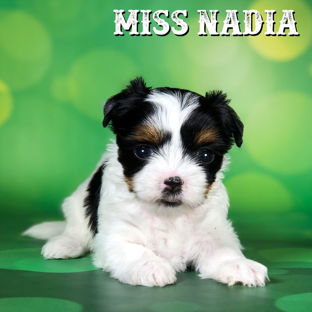 Biewer Terrier Puppy Miss Nadia