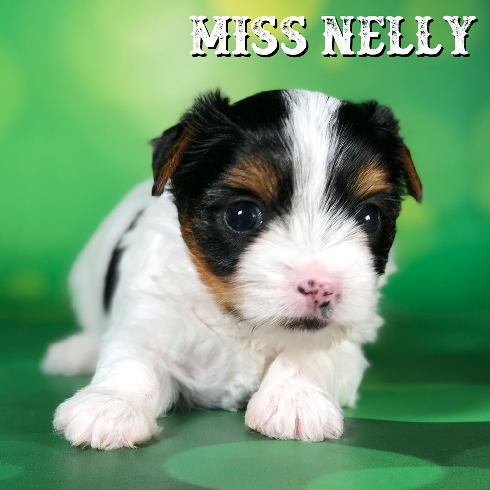Biewer Terrier Puppy Miss Nelly