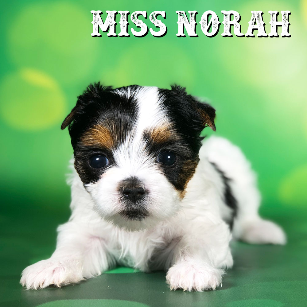 Biewer Terrier Puppy Miss Norah