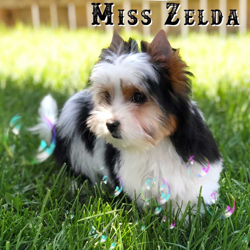 Miss Zelda Biewer Terrier