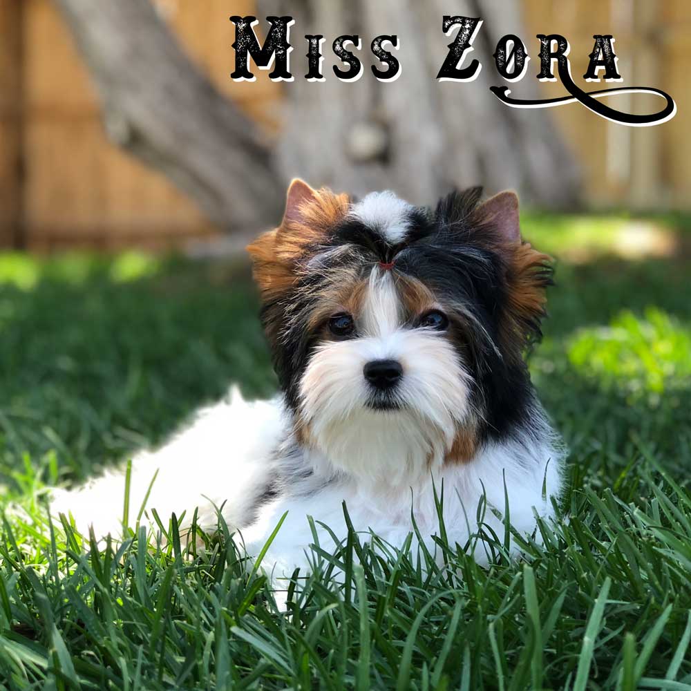 Biewer Terrier Miss Zoe