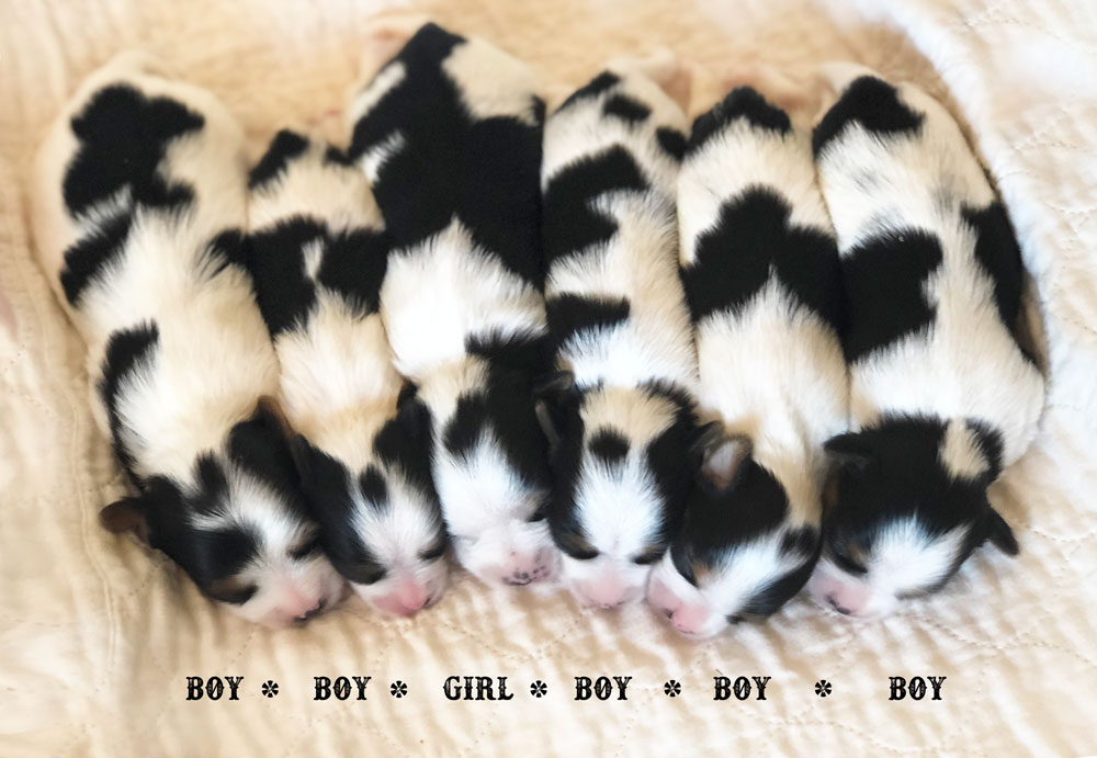 Newborn Biewer Terrier Litter 2018