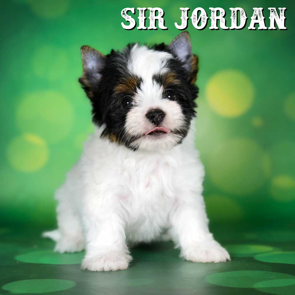 Biewer Terrier Puppy Jordan