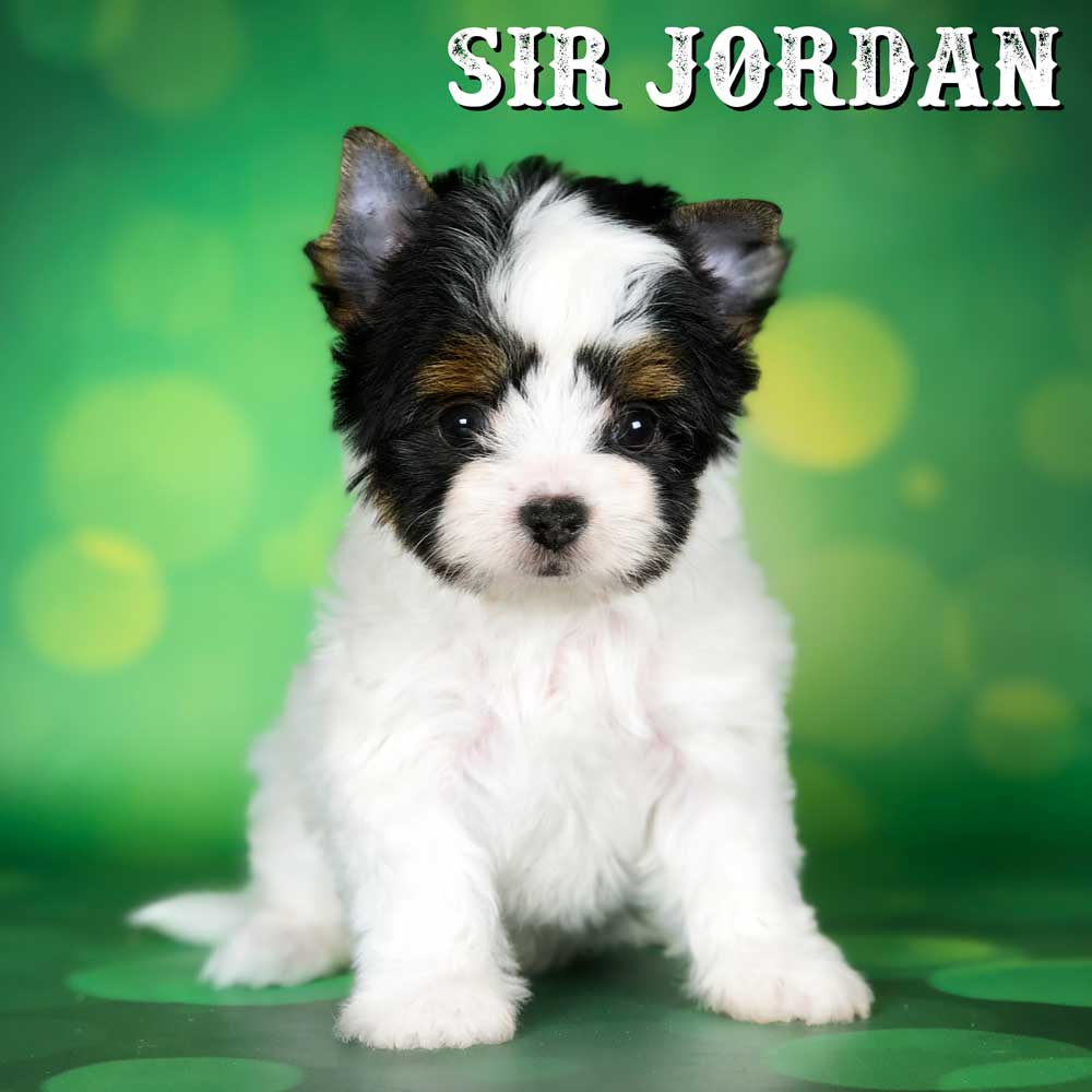 Biewer Terrier Puppy Jordan