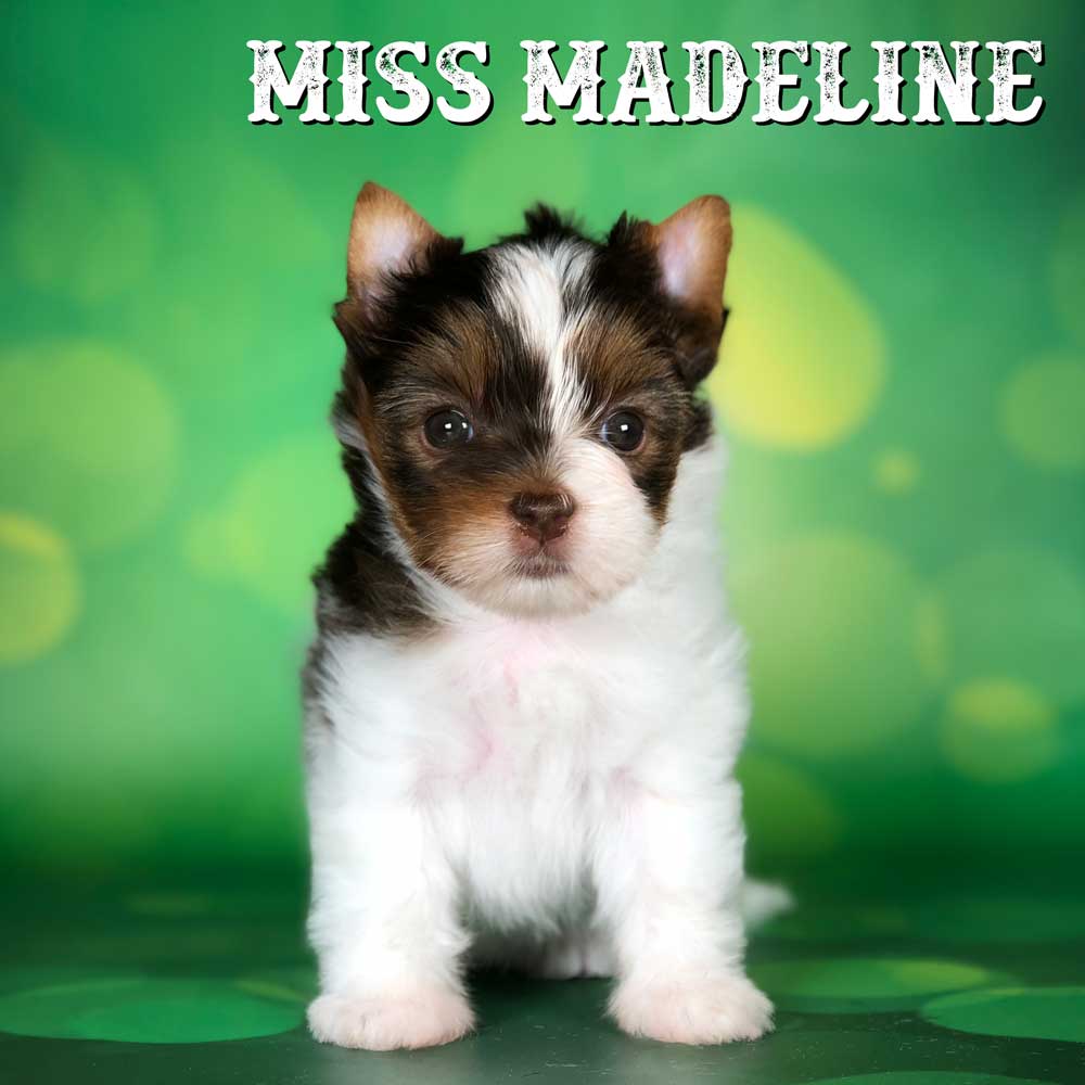 Biewer Terrier Puppy Madeline