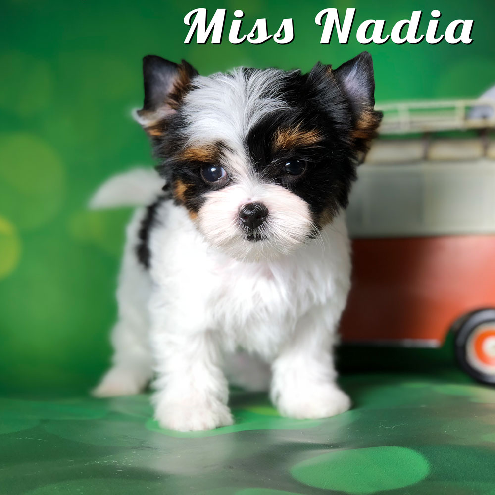Rocky Mountain Biewer Puppy Nadia