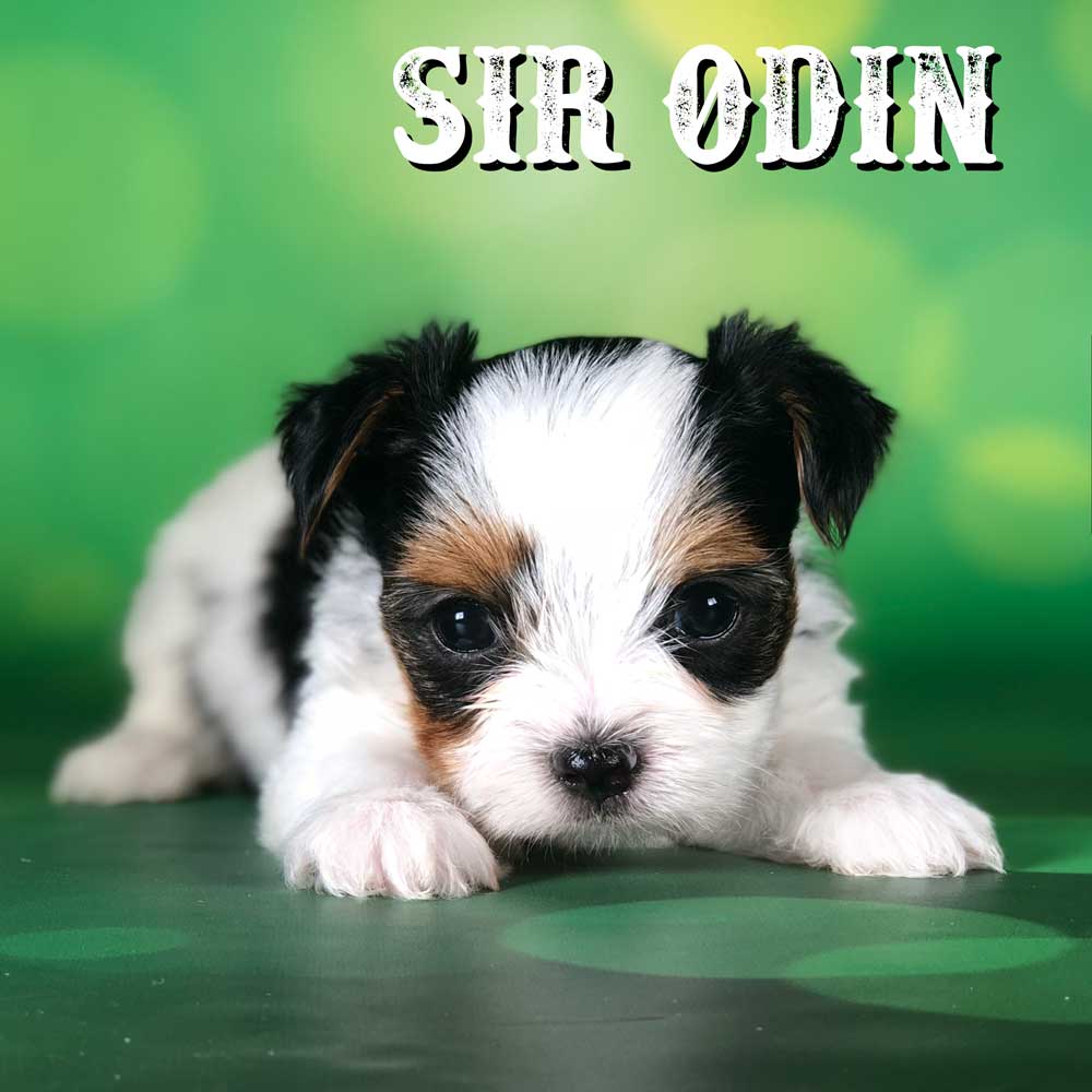 Biewer Puppy Sir Odin