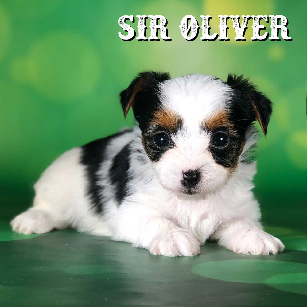Biewer Puppy Oliver