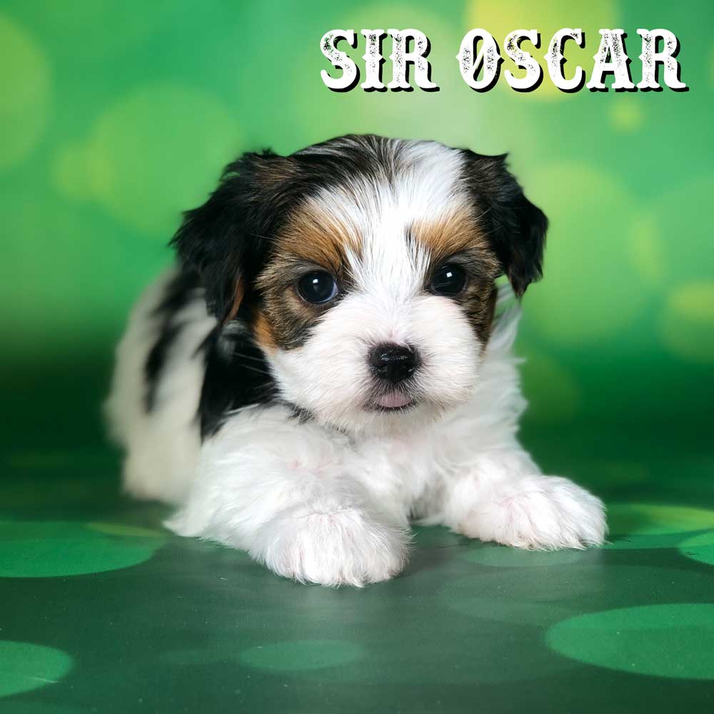 Biewer Puppy Sir Oscar
