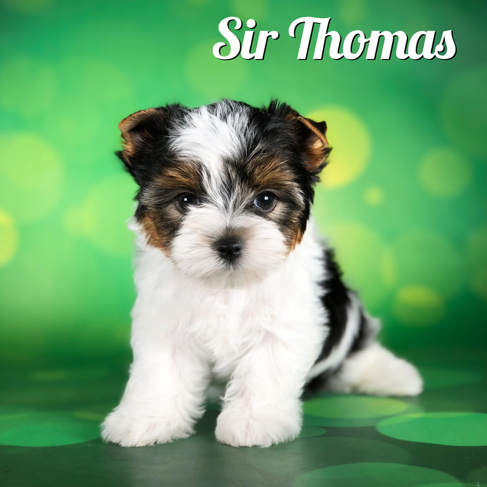 Biewer Terrier Puppy Sir Thomas