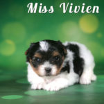 Biewer Puppy Miss Vivian