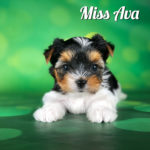 Biewer Terrier Puppy Miss Ava