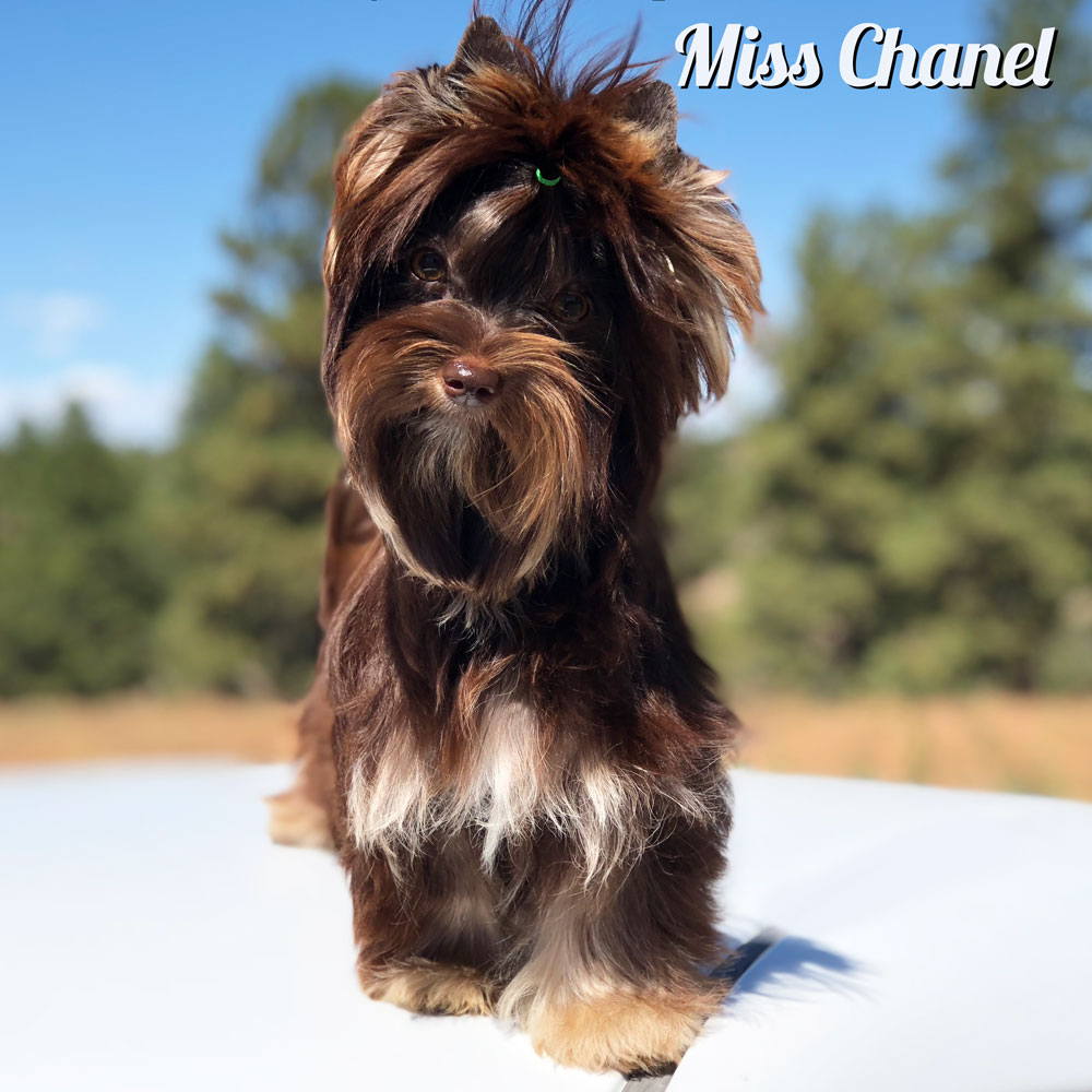 Biewer Yorkie Haircuts Zodiac - yorkie haircuts