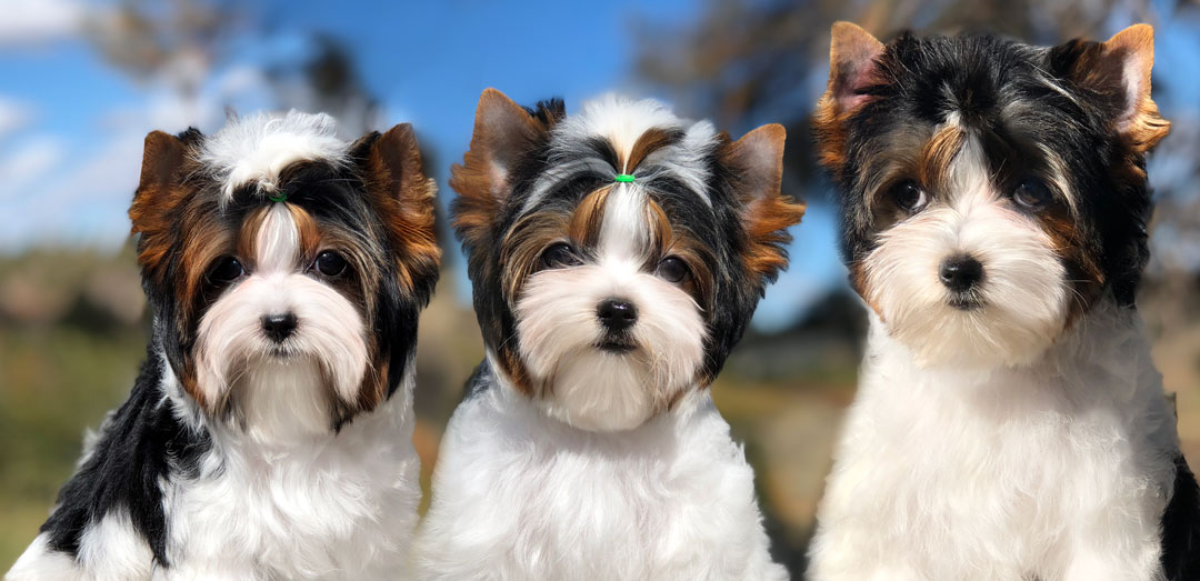Rocky Mountain Biewer Terriers Dolores, Colorado
