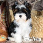 Biewer Puppy Sir Toby