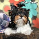 Tracy Biewer Terrier Puppy