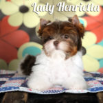Biewer Puppy Henrietta