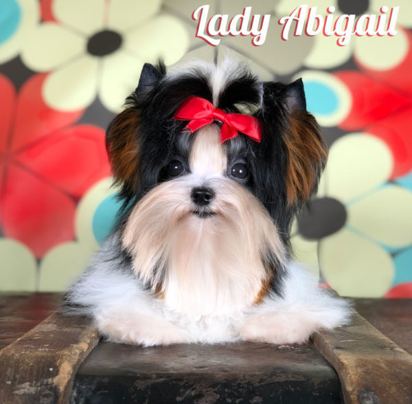 Mini Biewer Terrier Lady Abigail
