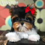 Emma Mini Biewer Terrier