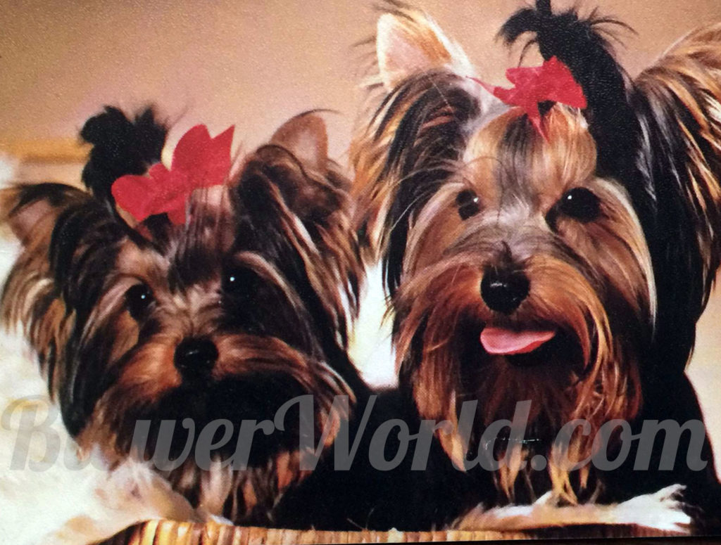 Friedheck Yorkshire Terriers