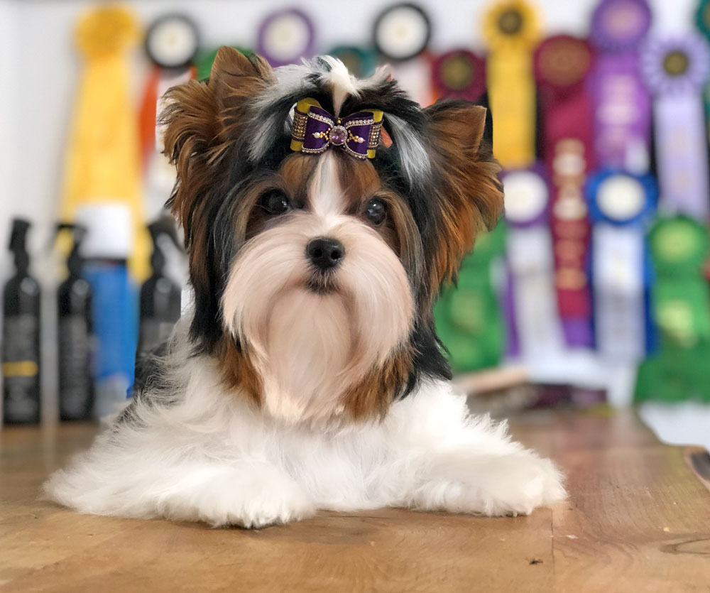 Biewer Terrier Show News Rocky Mountain Biewer Terriers