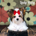 Ruby Mini Biewer Terrier