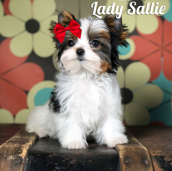 Sallie Biewer Puppy