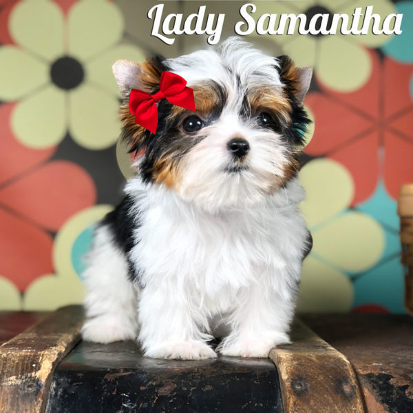 Samantha Biewer Puppy