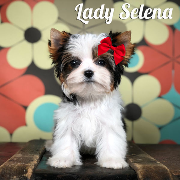 Biewer Puppy Selena