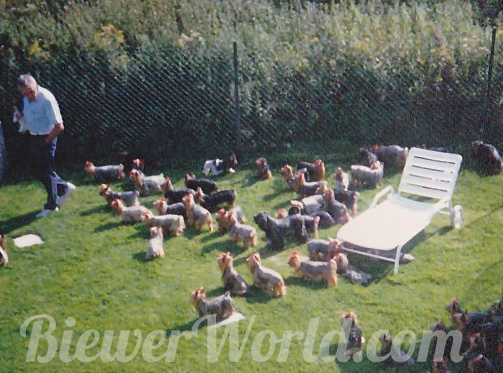 Werner Biewer in the yard with the dogs