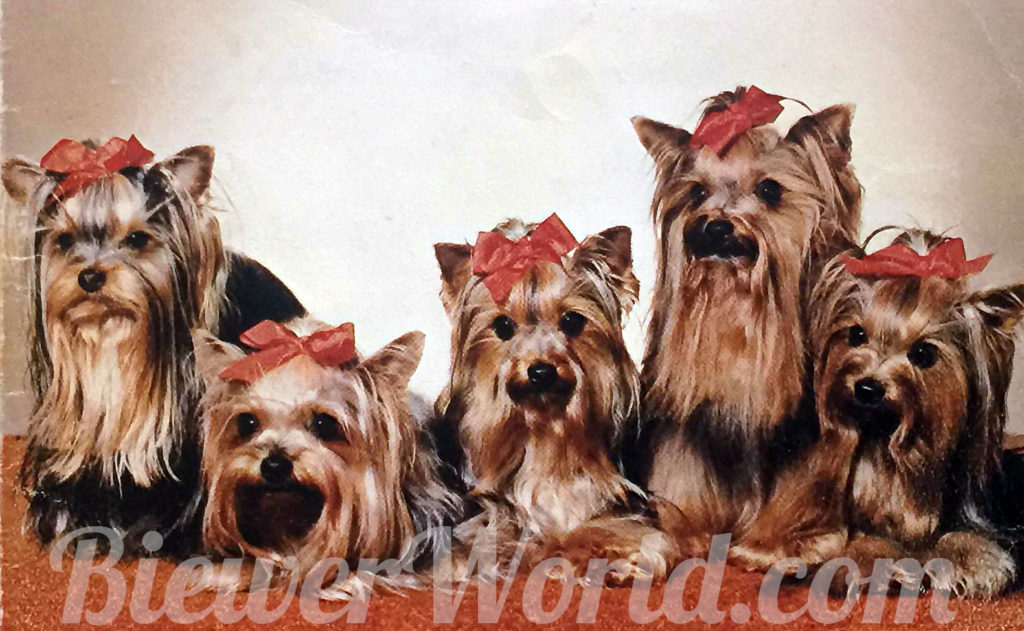 Friedheck Yorkies