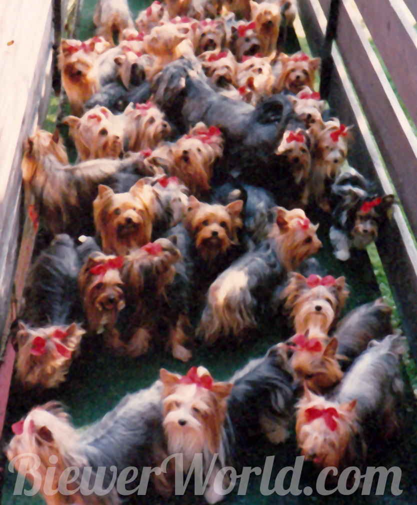 The Yorkie ramp and the Friedheck Kennel in Hirschfeld