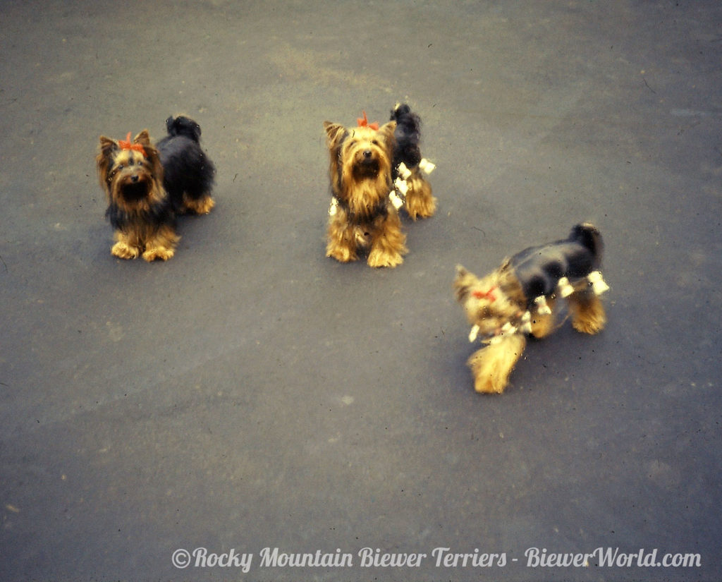 Friedheck Yorkies