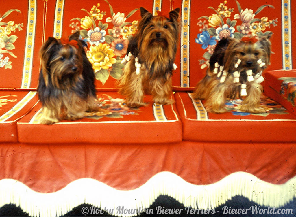 Three of the Friedheck Yorkies