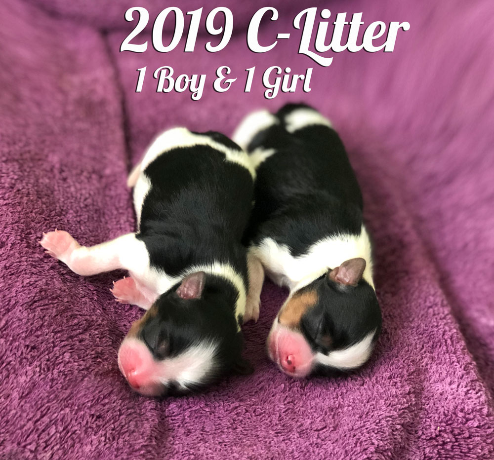 2019 Biewer Terriers C-Litter